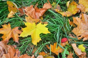 autumn-leaves-300x199-1