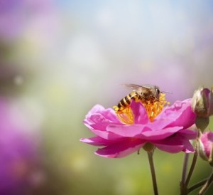 bee-on-flower-300x274-1
