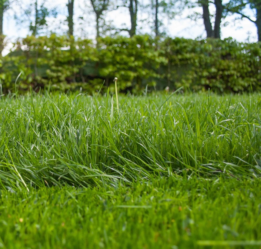cut-grass