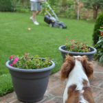 dog-and-lawnmower-150x150-1