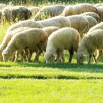 flock-of-sheep-150x150-1