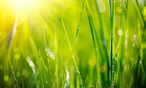 green-grass-with-dew-300x181-1
