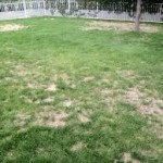 patchy-lawn-150x150-1