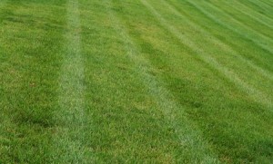 striped-lawn-300x181-1