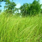 summer-grass-150x150-1